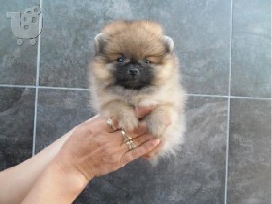 PoulaTo: pomeranian tou